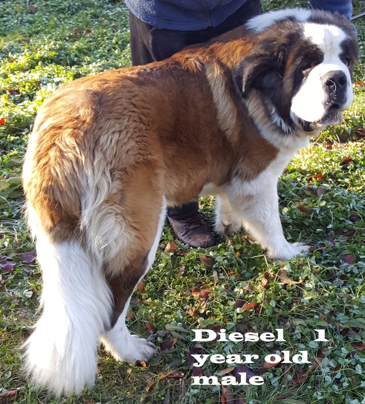 Akc Saint Bernard Puppies For Sale Home