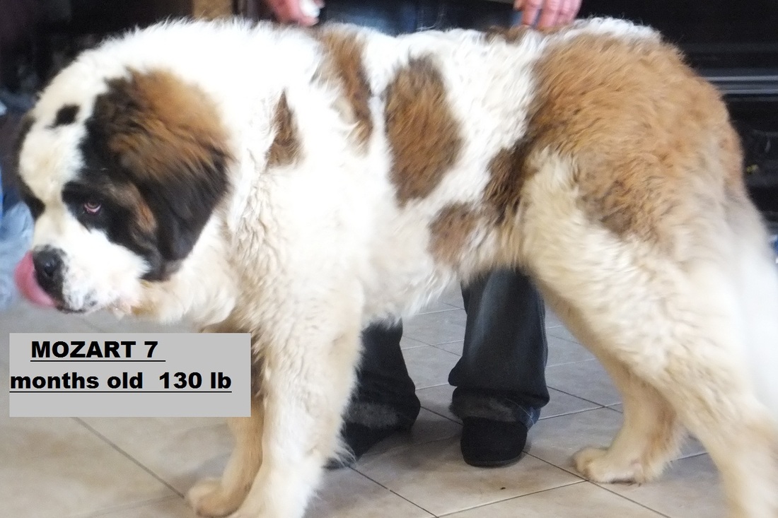 Akc Saint Bernard Puppies For Sale Home