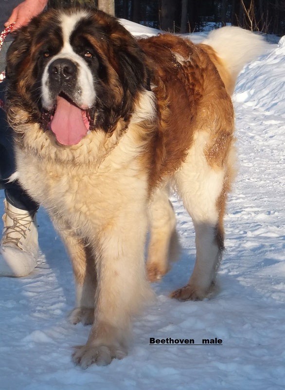 Short hair dry store mouth st bernard