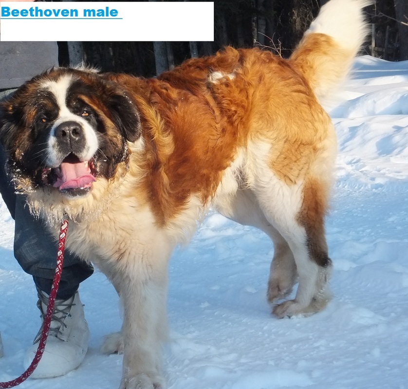 Akc Saint Bernard Puppies For Sale Home