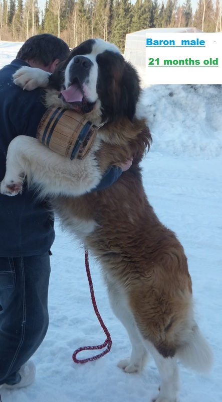 dry mouth st bernard puppies for sale