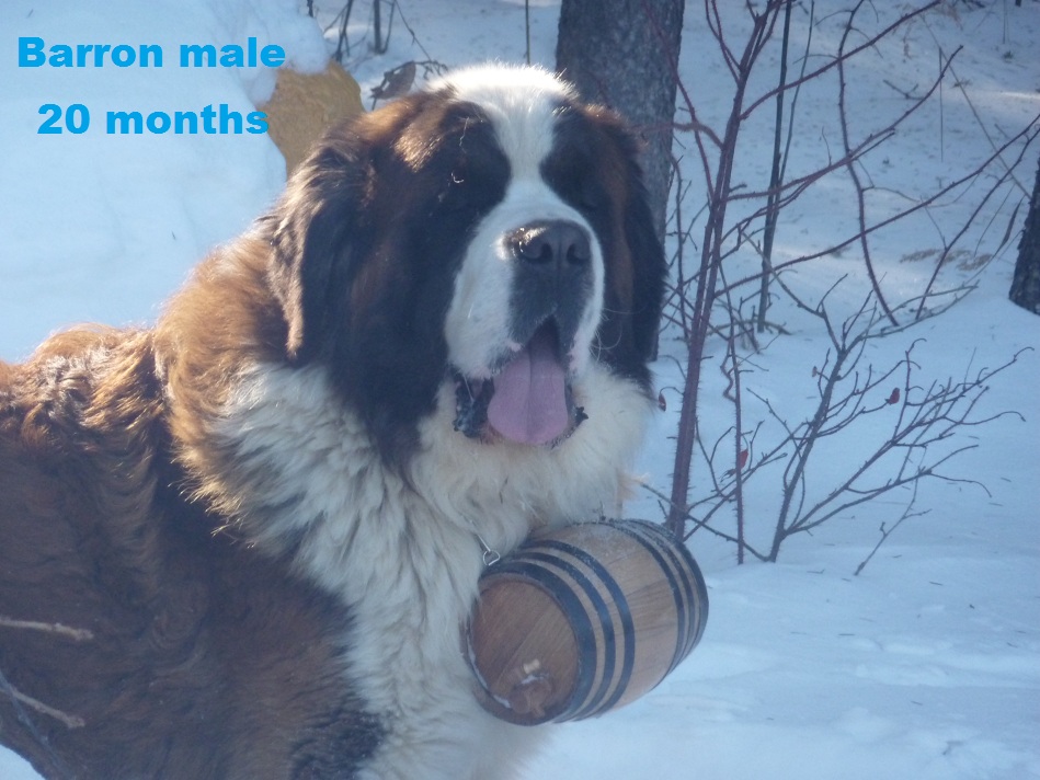 dry mouth st bernard puppies for sale