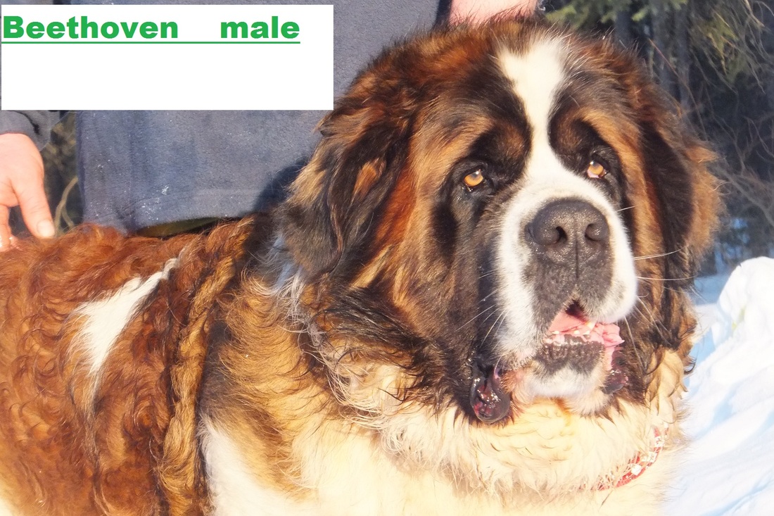 Akc Saint Bernard Puppies For Sale Home