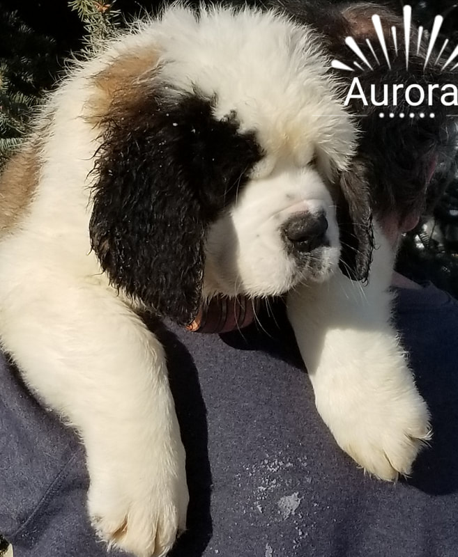 Last Litter - AKC Saint Bernard puppies for sale